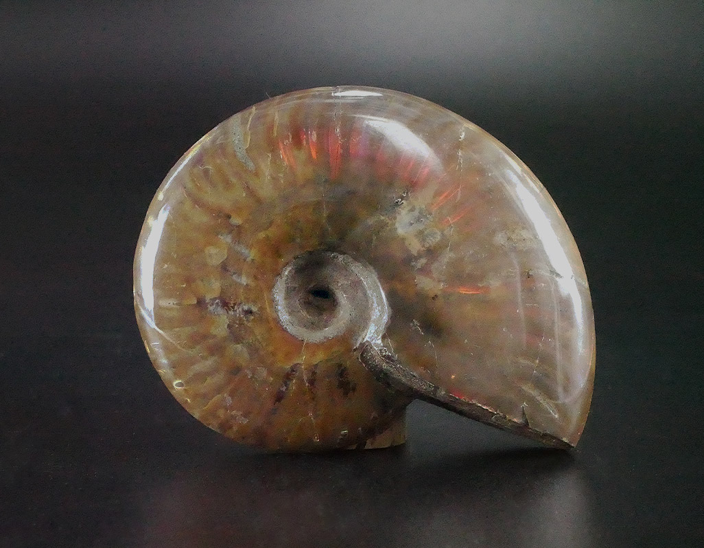 Ammonit opalisiert