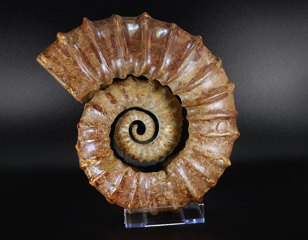 Aberanter Ammonit